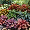 800 Pcs Hosta Jardin Seeds - Colorful Mixed Perennials for