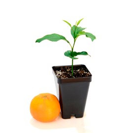 Nules Clementine Starter Plant. Citrus Clementina. 3" - 5"