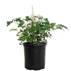 Astilbe x rosea 'Peach Blossom' (False Spirea) Perennial, peach flowers, #1 - Size Container