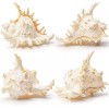 Large White Murex Ramosus Natural Conch Seashell Rare Real Aquarium