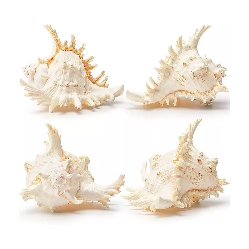 Large White Murex Ramosus Natural Conch Seashell Rare Real Aquarium