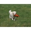 Petface (Seriously Strong by Petface) Nobbly Crocodile Dog Toy