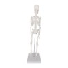 Human skeleton model, 17 inch mini skeleton model with movable