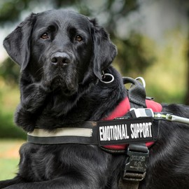 Amabro 4 Pcs Service Dog Vest Harness, Reflective Embroidered Dog Patches with Hook Tactical Dog Harness Patches Do Not Pet Emotional Therapy Training Working Dogs 3.5 x 1.5inch