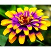 Mixed Zinnia Flower Seeds Garden Decor 5 Grams Over 800