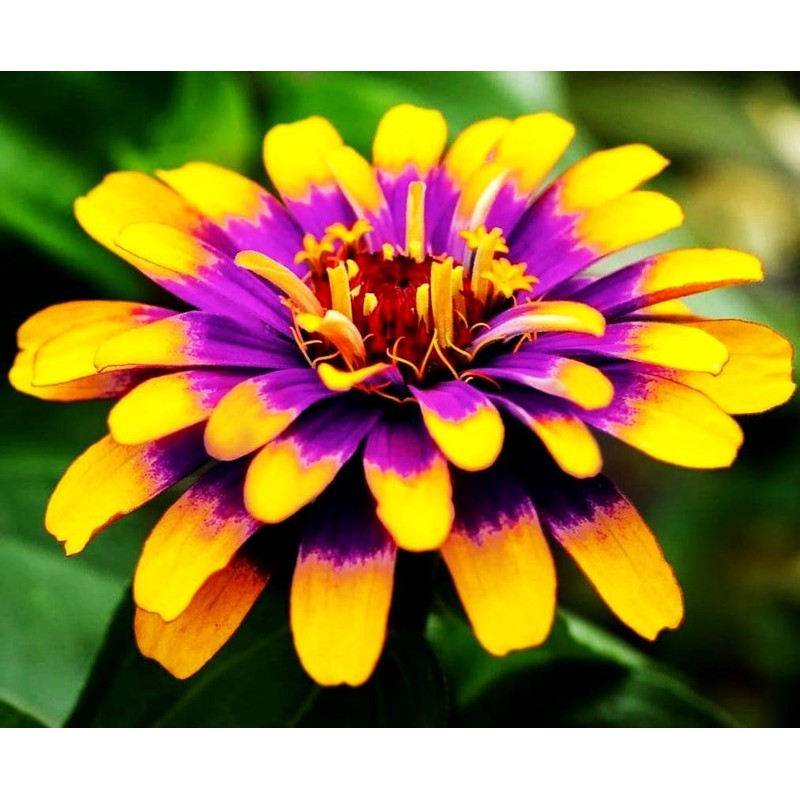Mixed Zinnia Flower Seeds Garden Decor 5 Grams Over 800
