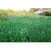 Johnsons 2 pound Johnson's Premium Perennial Chicory and Clover 1/4 acre Food Plot Seed