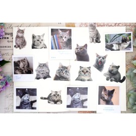 Unbranded British shorthair stickers | cute funny kitty blue cat PET matte stickers themed