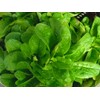 Corn Salad (Mache, Lamb's Lettuce) Seeds- Heirloom- 300+ Seeds
