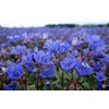 TheGardeningWorld California Bluebell Desert Canterbury Flower Seeds Phacelia (500 to