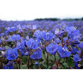 TheGardeningWorld California Bluebell Desert Canterbury Flower Seeds Phacelia (500 to 5000 Seeds) (10000)