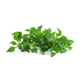 Cress, Upland - Herb Seeds - Non-GMO - 1 gram, approximately 700 seeds