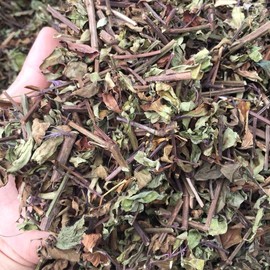 Spicate Clerodendranthus herb 16 OZ 猫须草