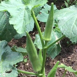 Southeast Seeds Emerald Okra Seeds, Velvet, Variety Packet Sizes, BEST OKRA, FREE SHIPPING - 60 Seeds or 1/8 OZ