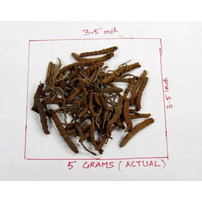 Pure 5 GM PURE CORDYCEPS SINENSIS wild US stock Fedex