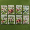 MIJOMA Dinosaur Playing Cards - Perfect for Family Evenings -