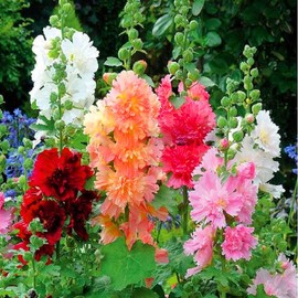 22Day Seeds: Seeds Hollyhock Majorette Mix/Perennial Flowers