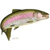 CafePress Rainbow Trout 1 Rectangle Bumper Sticker Car Decal
