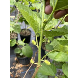 Tree MULBERRY TREE (Pakistan Variety) 3 Feet Tall.
