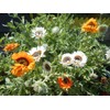 Seeds4planting - Seeds Cape Daisy Mix Vibrant Venidium Annual Flowers
