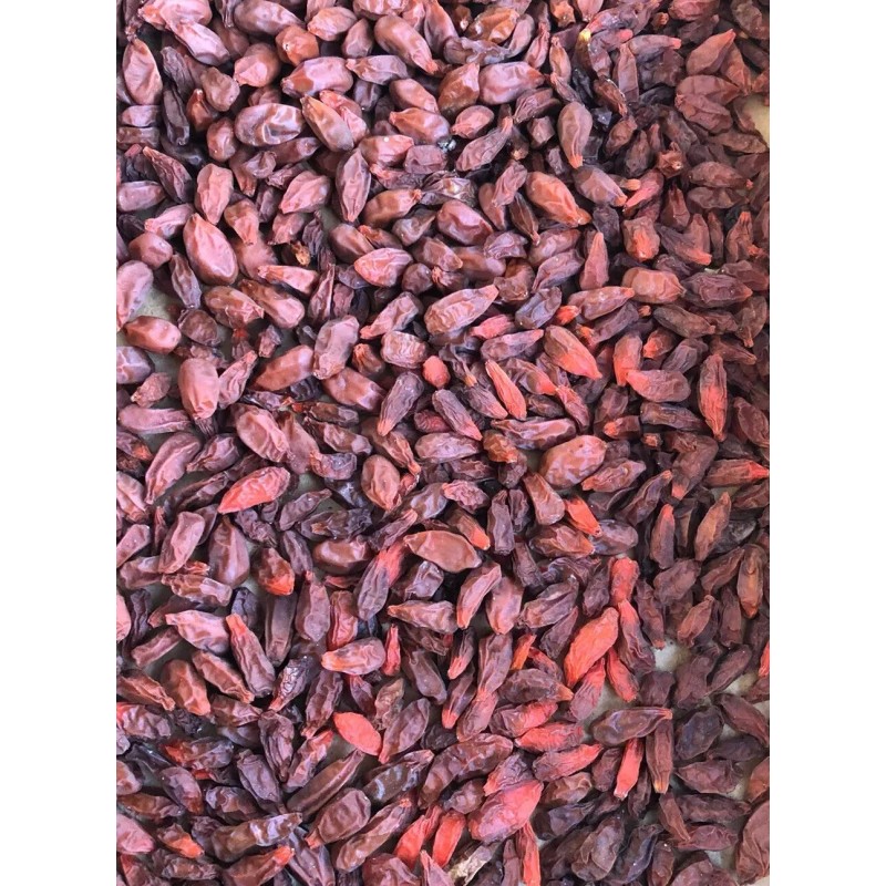 Goji Berry Plant 5 Cuttings With Pot Live Plant Ready