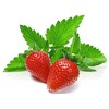 100+ Strawberry Mint Herb Seeds Non-GMO Fragrant Rare! US Grown!