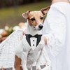 Dog Tuxedo Adjustable Dog Bow Tie Wedding Outfit, for Medium