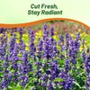 Outsidepride Clary Sage Seeds - 1000 Pcs. Biennial, Easy to