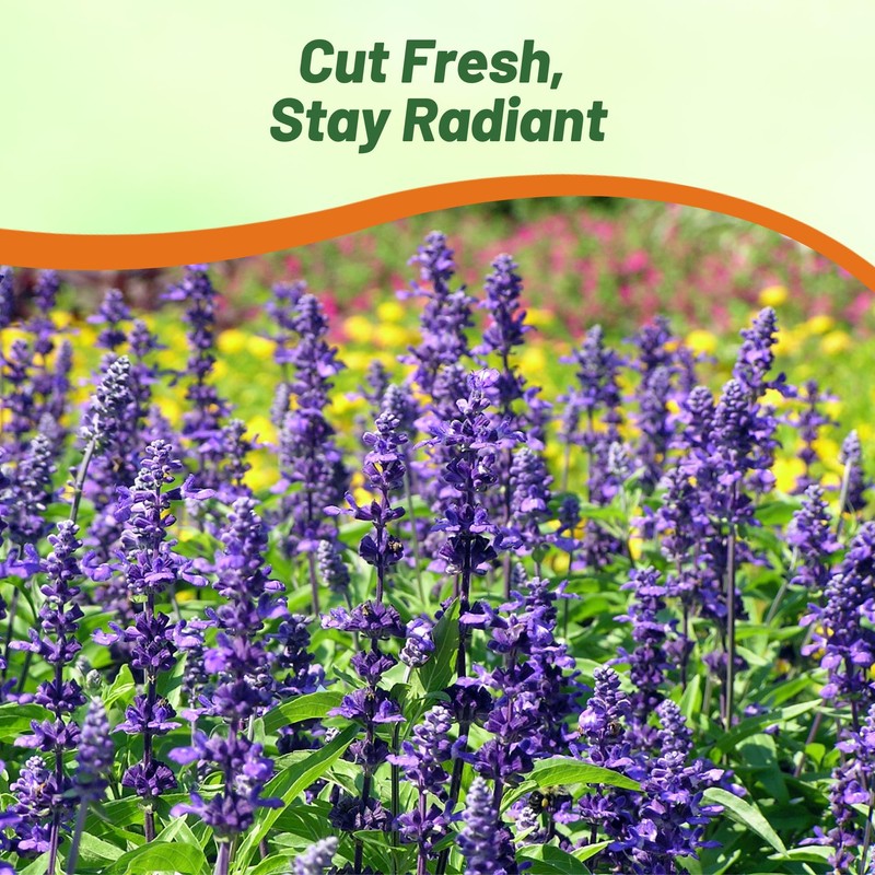 Outsidepride Clary Sage Seeds - 1000 Pcs. Biennial, Easy to