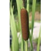 Trees and Twigs Nursery 100 Native Cattail Seeds - Typha