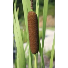 Trees and Twigs Nursery 100 Native Cattail Seeds - Typha latifolia - Water Plant for Natural Ecosystem