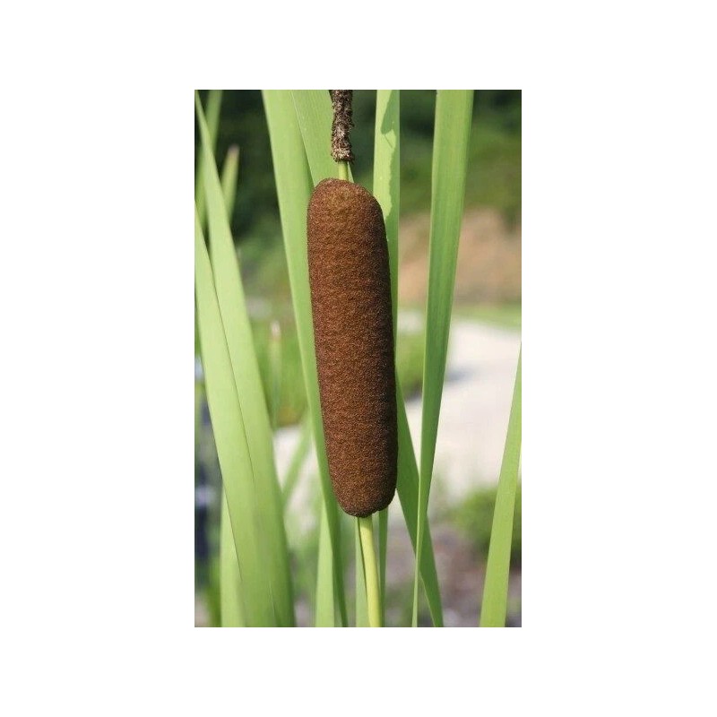 Trees and Twigs Nursery 100 Native Cattail Seeds - Typha