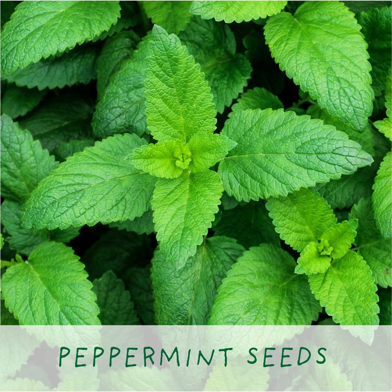 Best Mum Growing Kit