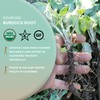 Worldwide Botanicals Organic Burdock Root – 1 lb - 100%