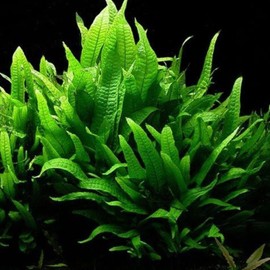 Swimming Creatures Florida Assorted 10 Species Live Aquarium Plants Bundle for Aquarium, Aquascape, Planted Freshwater Fish Tanks