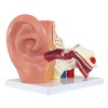Axis Scientific Human Ear Model, 5 Times Enlarged 4 Dimensional