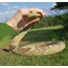 Rattlesnake - Coiled Diamondback Replica - Polyvinyl AAA