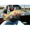 Bandit Walleye Shad - Sick Monkey - 3 5/8"