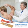 EVOTECH SCIENTIFIC Human Muscular Arm Anatomy Model, 7 Part 2/3