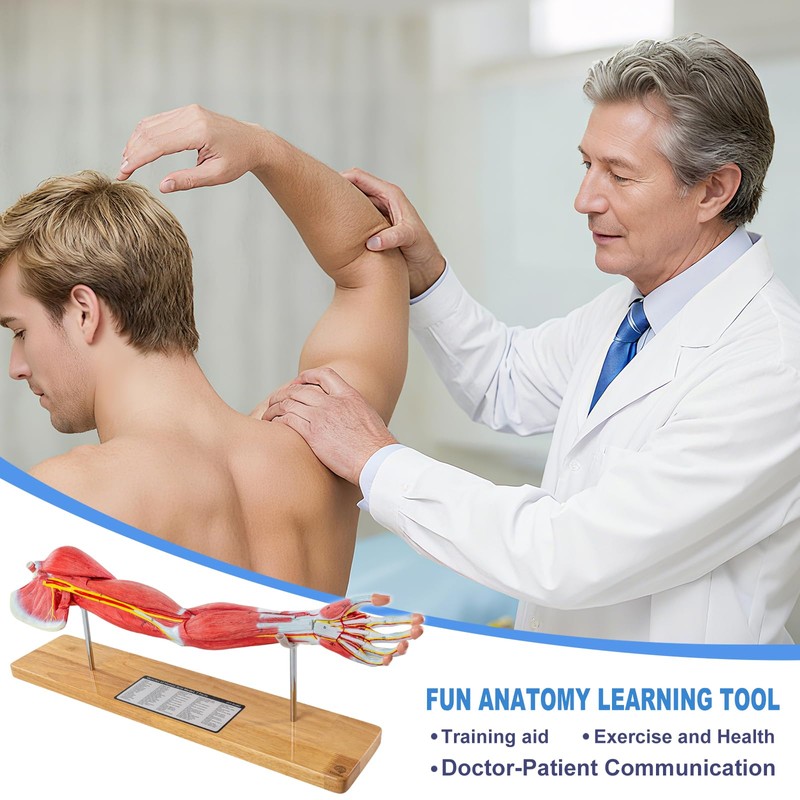 EVOTECH SCIENTIFIC Human Muscular Arm Anatomy Model, 7 Part 2/3