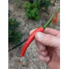 Fresh Cayenne (Cayenetta) Organic Pepper Seeds
