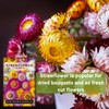 Sow Right Seeds - Tall Mixed Strawflower Seeds - Non-GMO