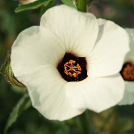 Outsidepride Hibiscus Trionum Flower Seeds - 500 Seeds