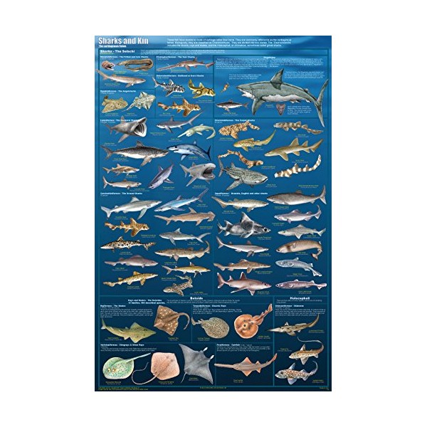Sharks & Kin Sealife Mammals Educational Science Classroom Chart Print