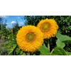 Seeds Ornamental Double Sunflower Teddy Bear (Helianthus annuus) Annual Flowers