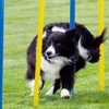 Pet Prime Dog Agility Training Equipment for Dog Obstacle Course