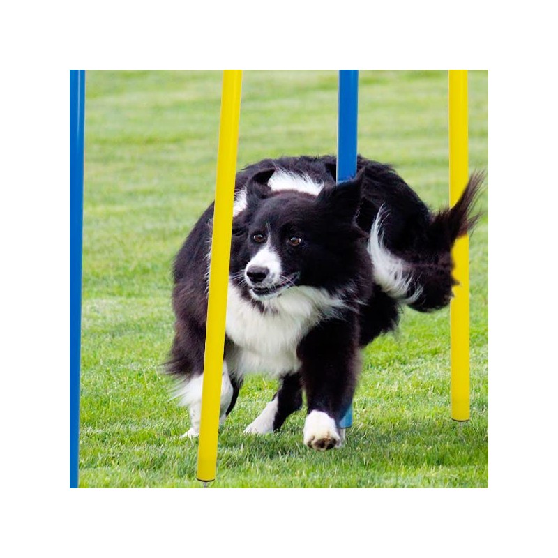 Pet Prime Dog Agility Training Equipment for Dog Obstacle Course