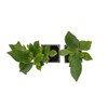 2 Indian Laurel Figs – Live Ficus Nitida Plant –