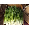 NIKA SEEDS - Vegetable Welsh Onion Bunching Green - 300