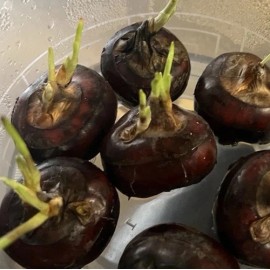 Water Chestnut 5pcs Sprouted Water Chestnut Bulbs Eleocharis Dulcis Ready to Plant